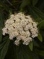 Viburnum rhitidophyllum-6 Kalina sztywnolistna